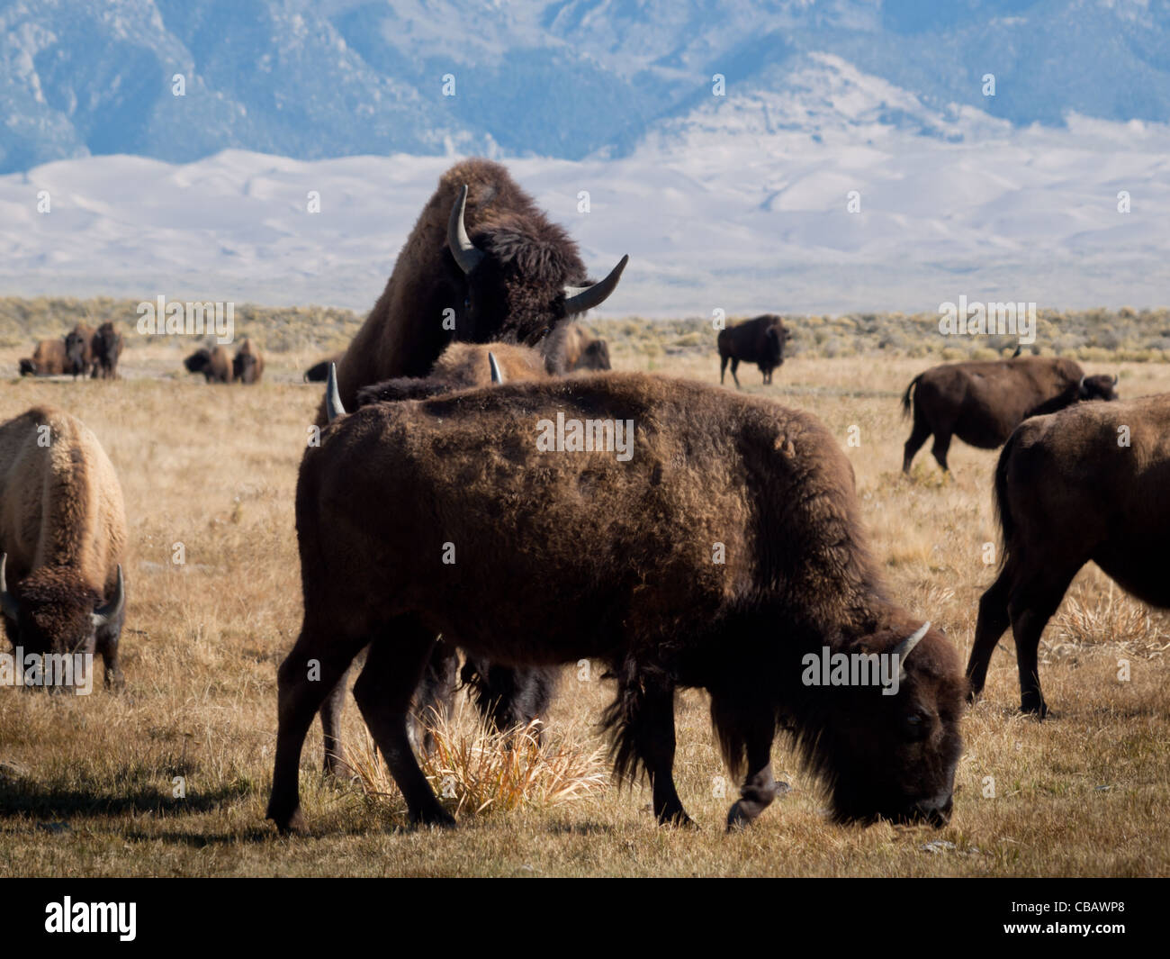 Buffalo herd on Zapata Ranch, Colorado. The high desert grasslands Stock  Photo - Alamy