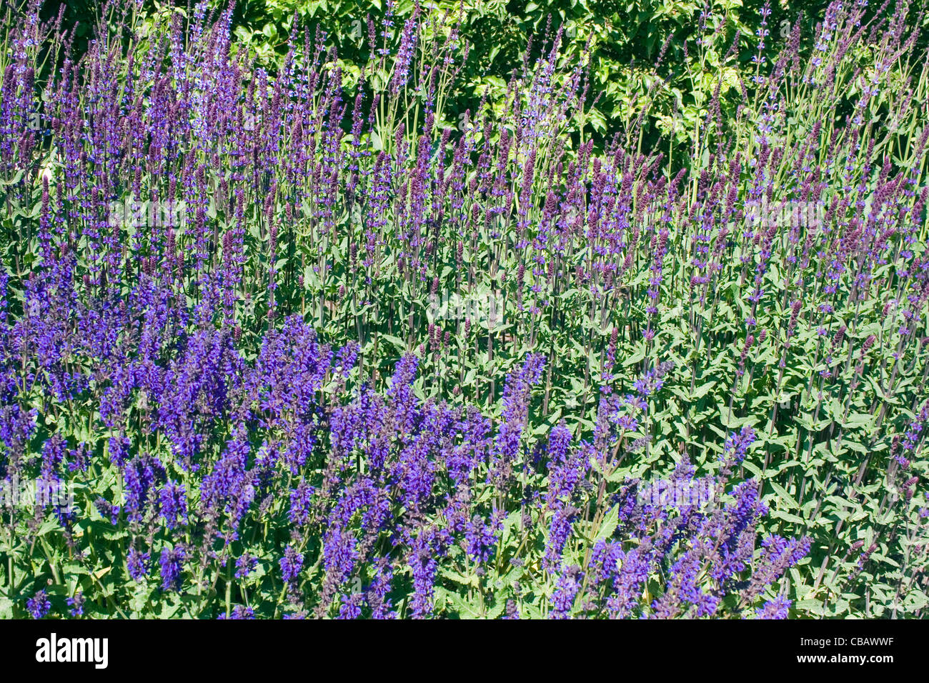 A field of flowering woodland sage Stock Photo