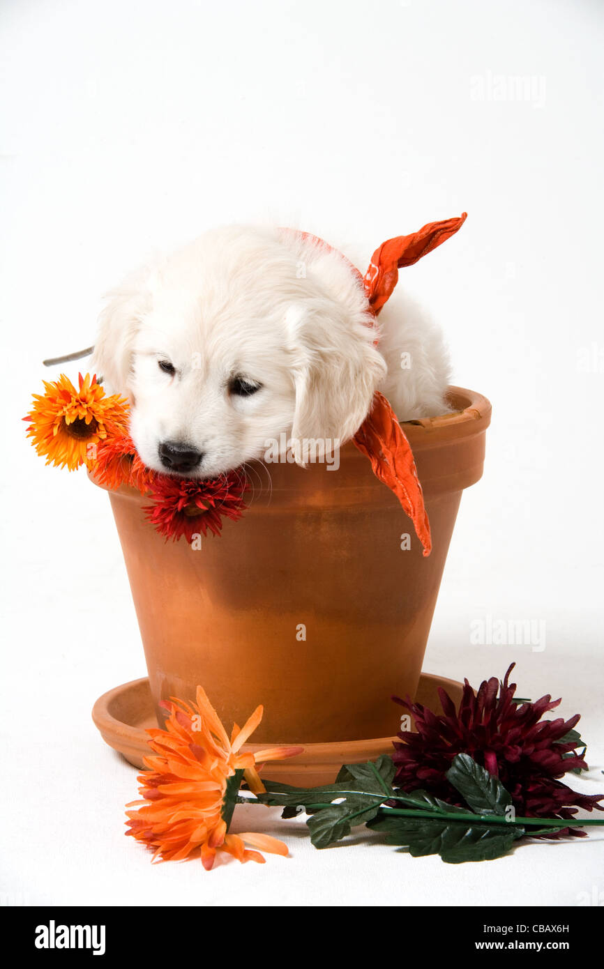 golden retriever puppy Stock Photo - Alamy