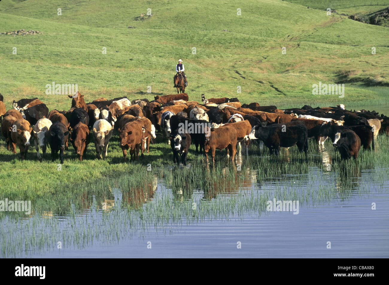 Cattle drive, drover directing stock. Stock Photo