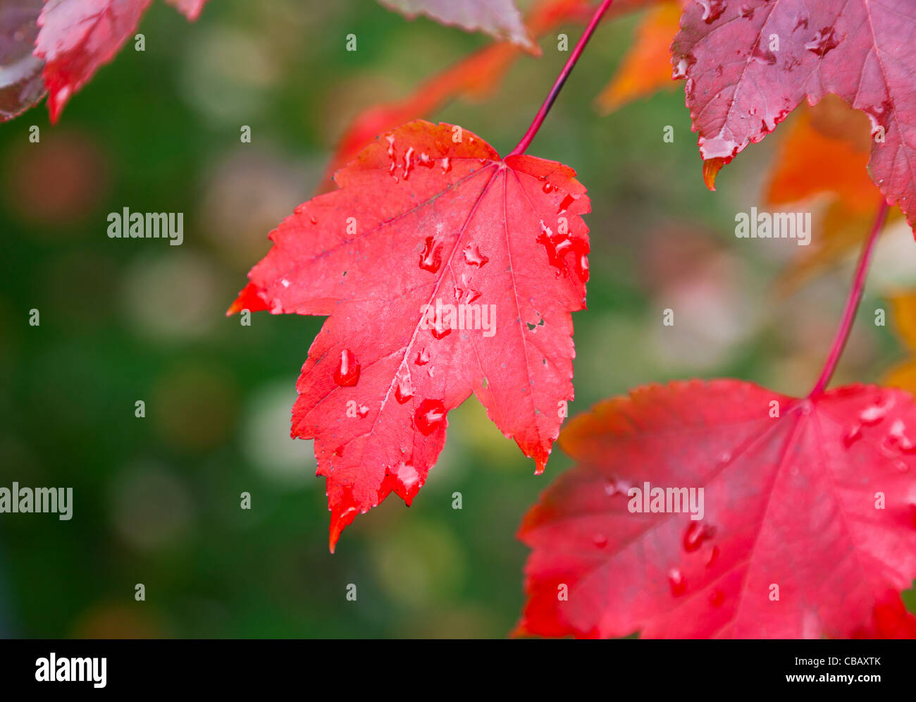 red maple leaves showing bright red autumn colour with water droplets against an out of focus green background Stock Photo