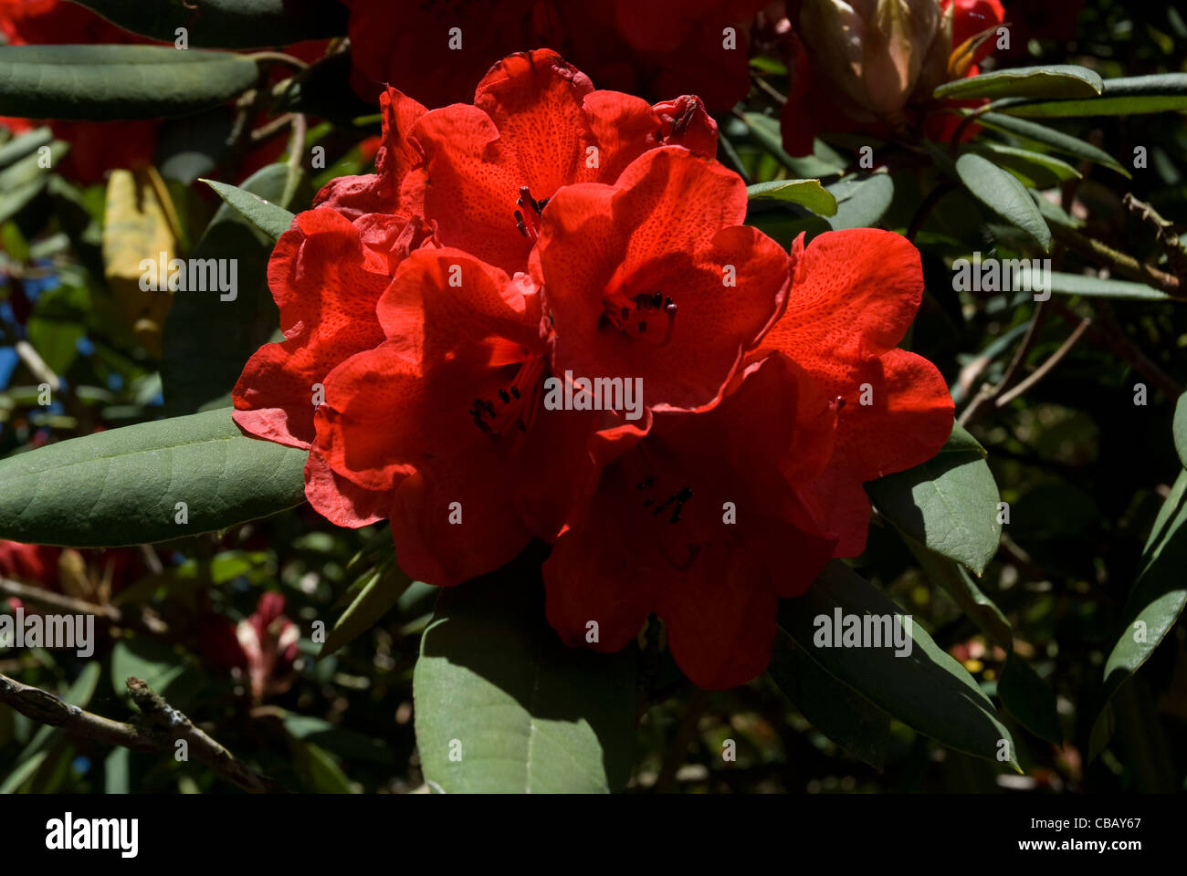 Cornwall Rhododendron Red Rhododendron Cornwall England United Kingdom Stock Photo - Alamy