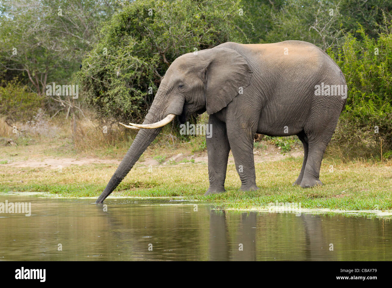 African Elephant drinking (Loxodonta africana) Stock Photo