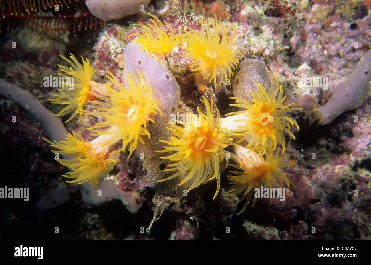 Underwater, soft coral polyps. Stock Photo