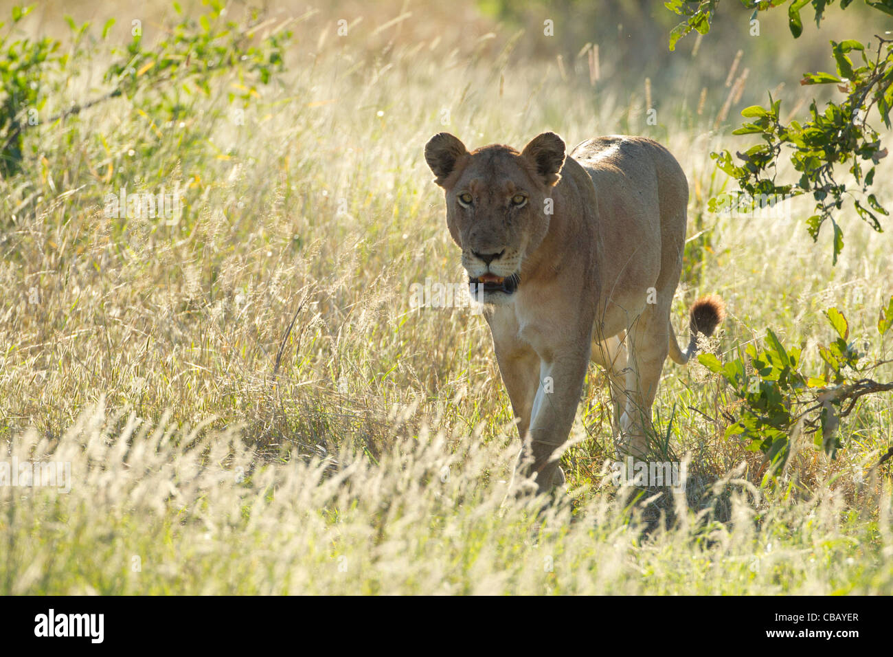 Lioness walking through the grass (Panthera leo) Stock Photo