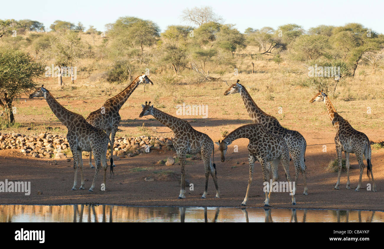 Journey of Giraffe at a dam (Giraffa camelopardalis) Stock Photo