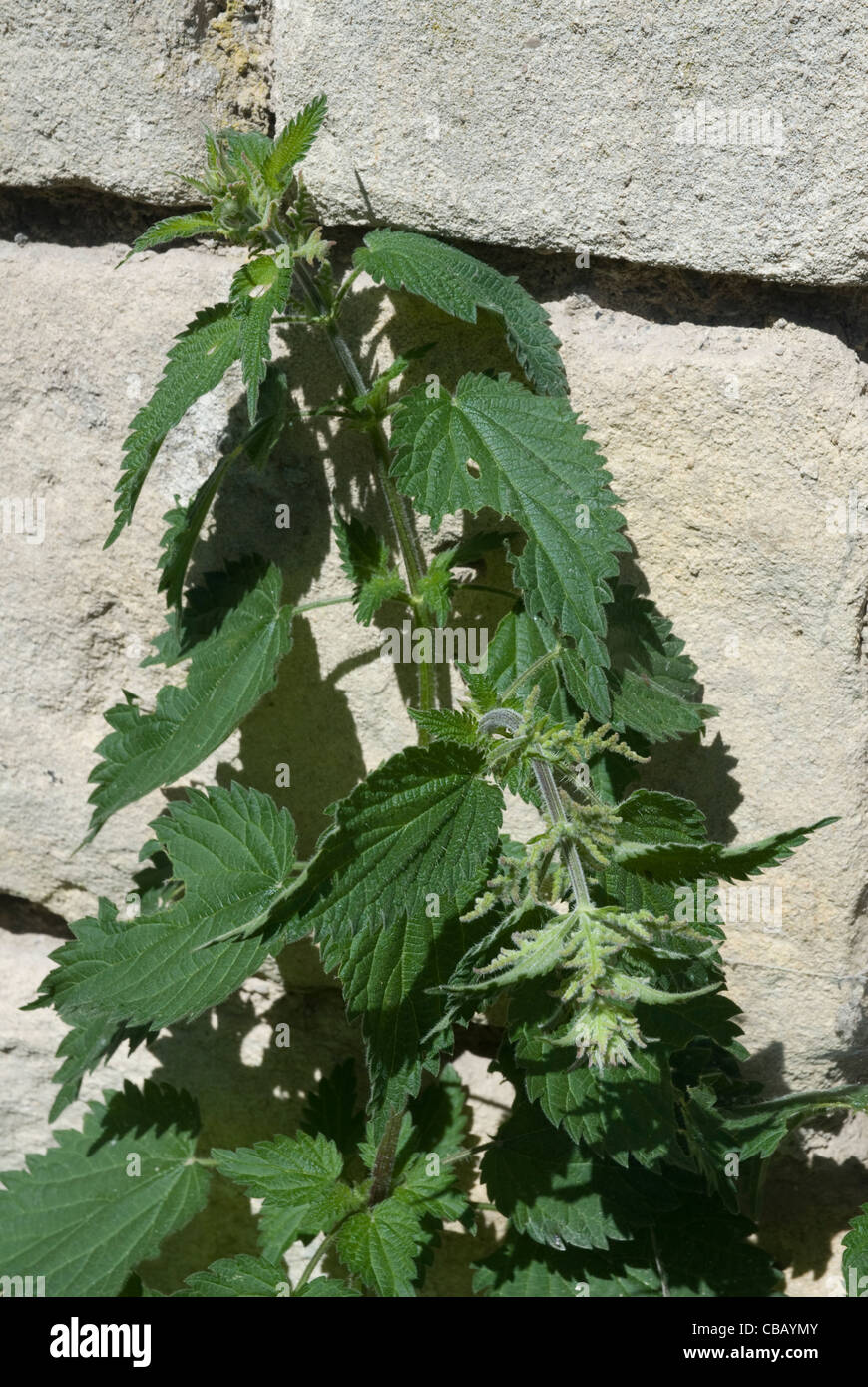 Wall weed london hi-res stock photography and images - Alamy