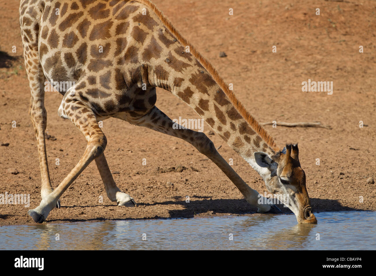 Giraffe drinking (Giraffa camelopardalis) Stock Photo