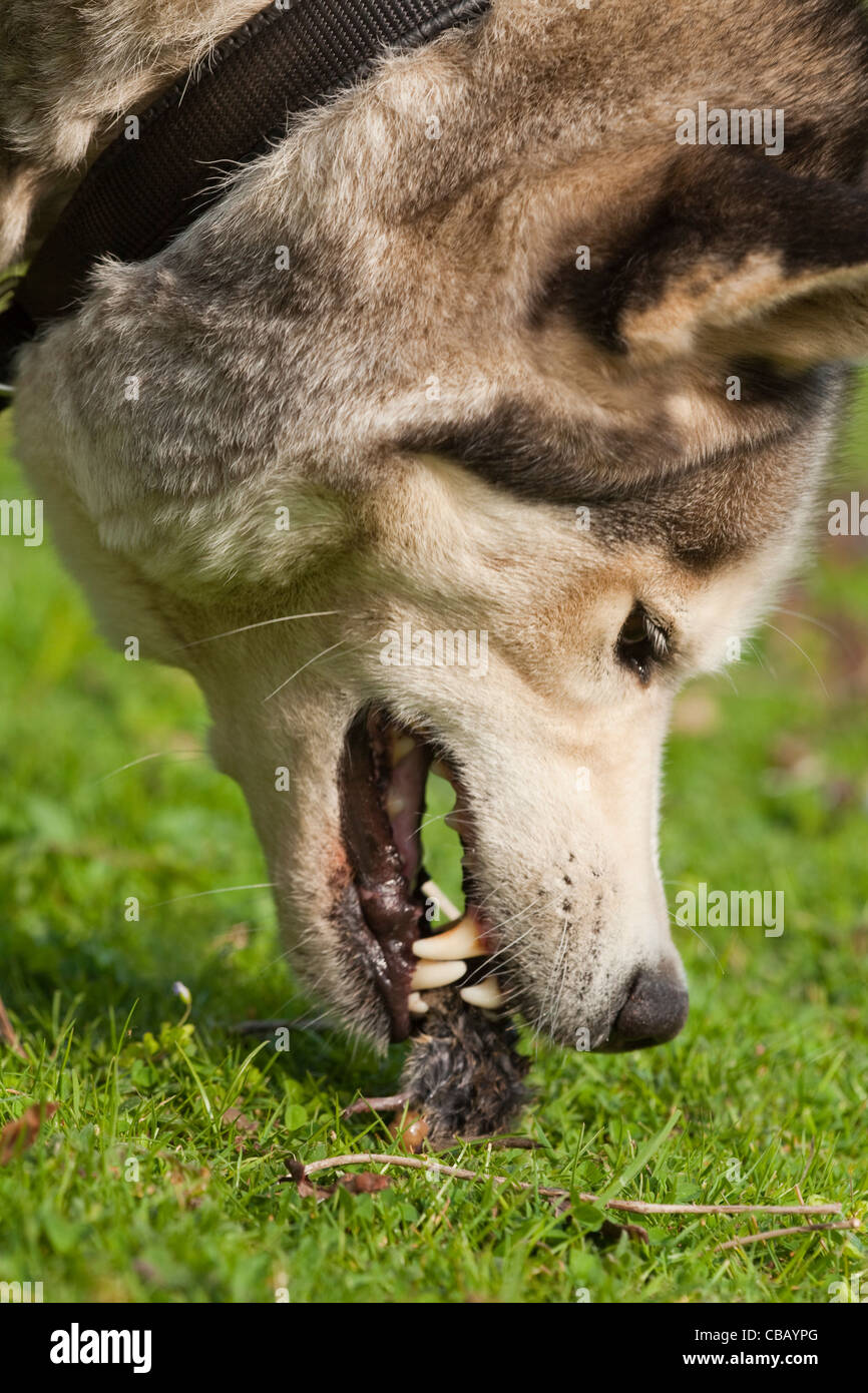 Siberian Husky (Canis lupus familiaris). Nipping and despatching a vole, using teeth. Stock Photo