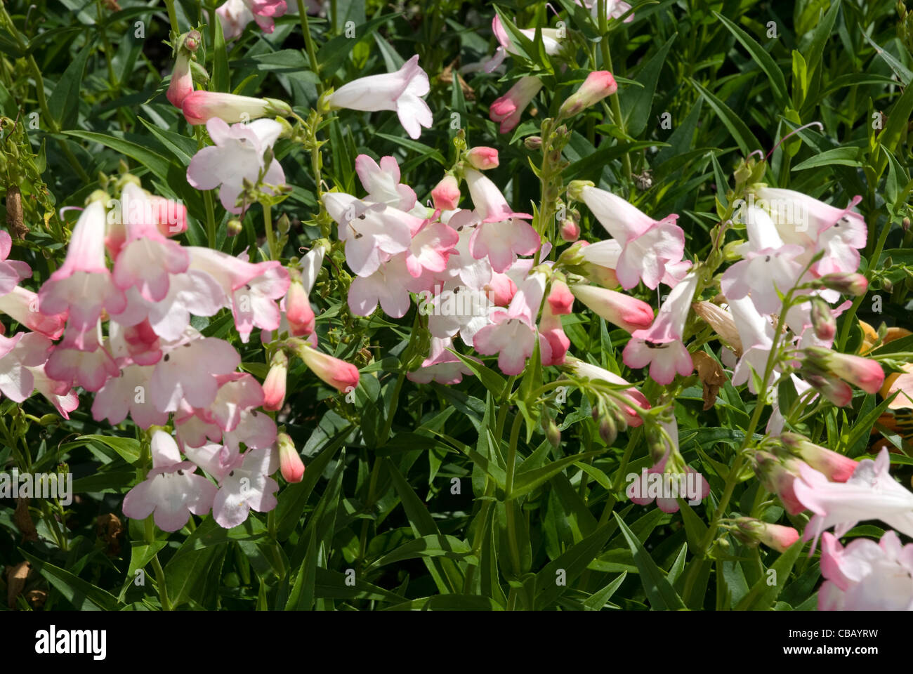 Pale pink flowering Penstemon thorn pink Scrophulariaceae West London England United Kingdom Stock Photo