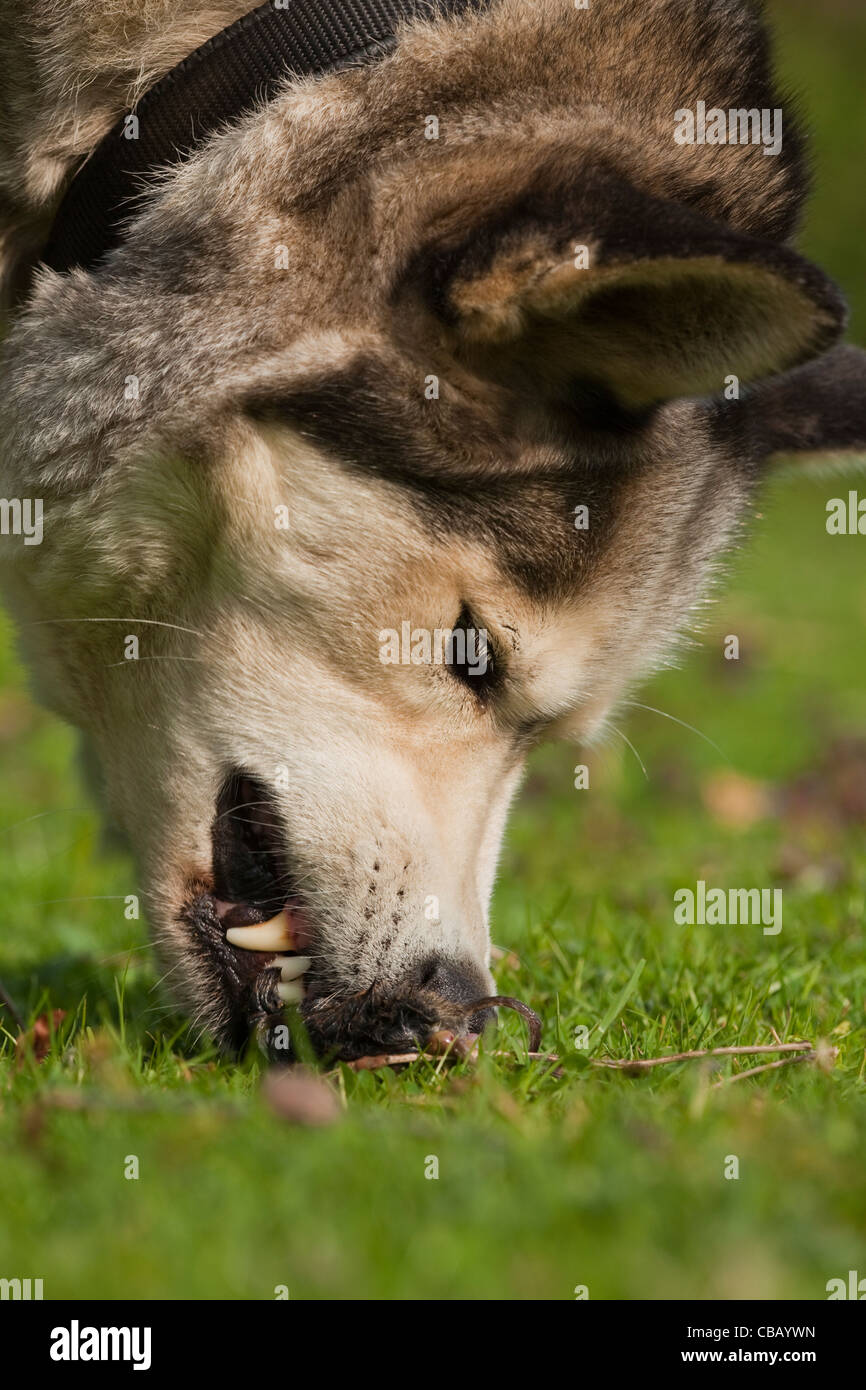 Siberian Husky (Canis lupus familiaris). Nipping a vole. Stock Photo