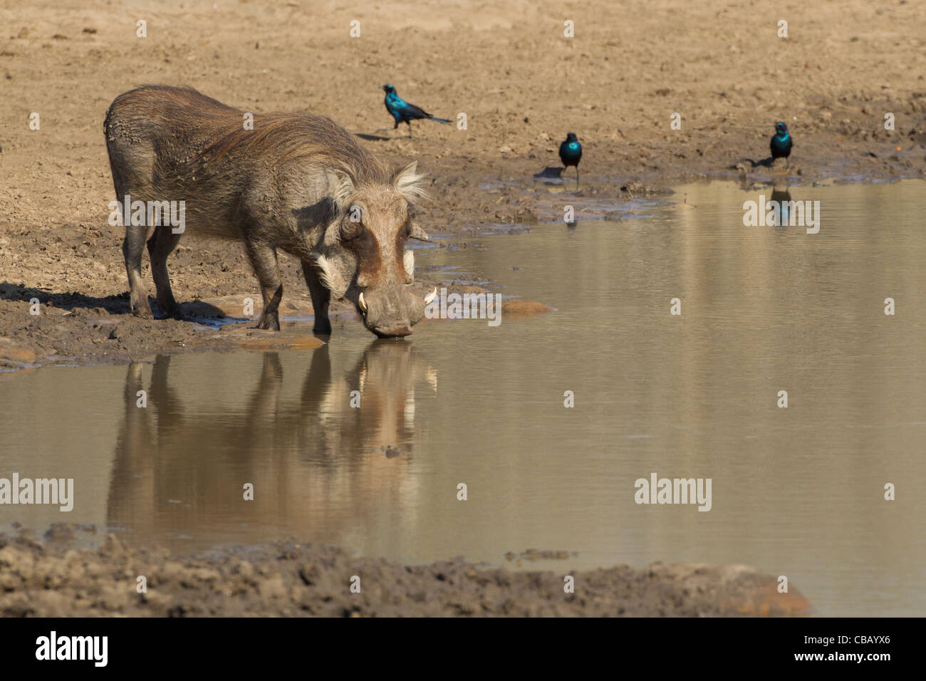 A Warthog drinking with some starlings in Background. Stock Photo