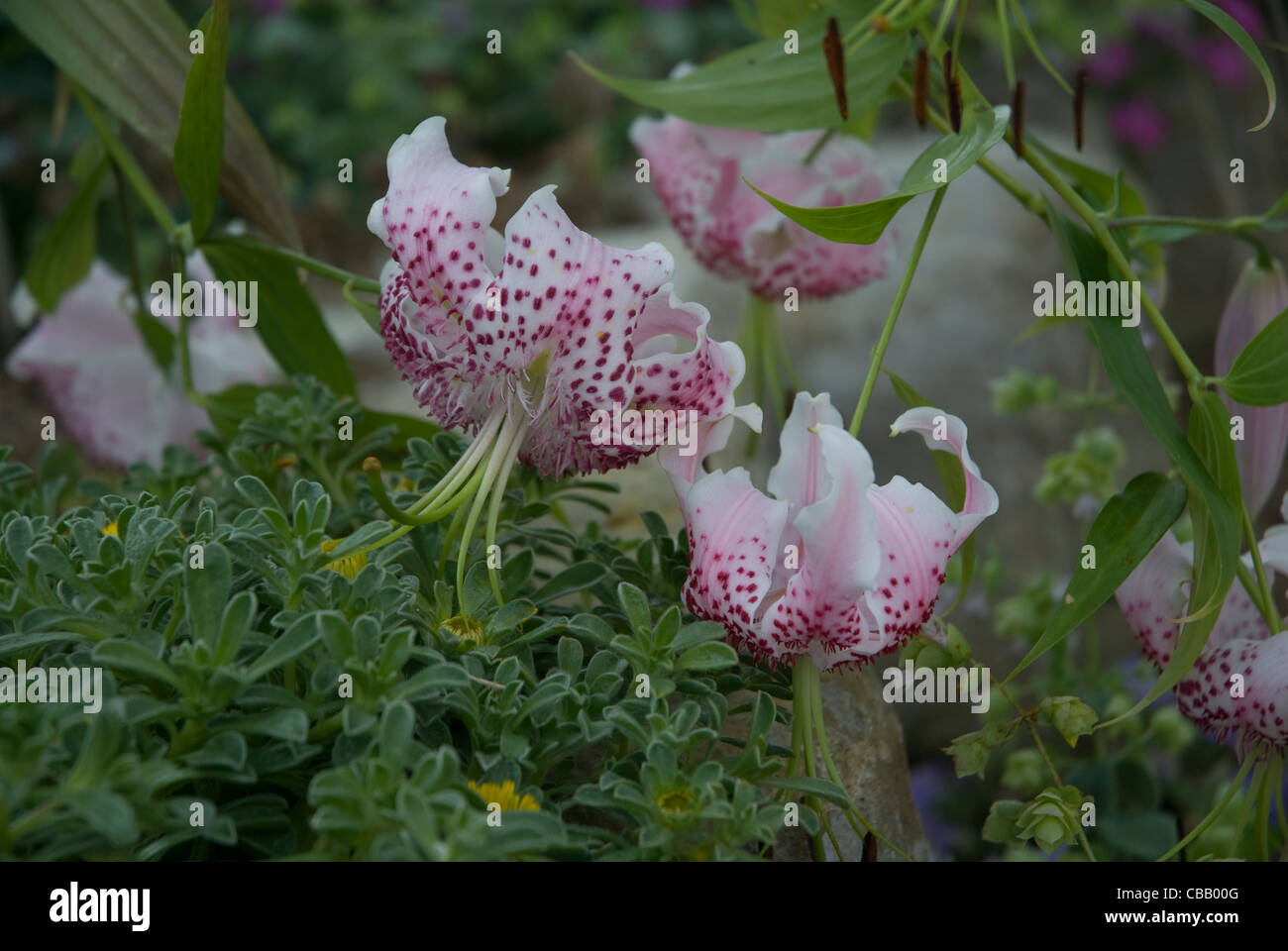 Lily Lilium Speciosum - Japanese lily - West London England United Kingdom Stock Photo