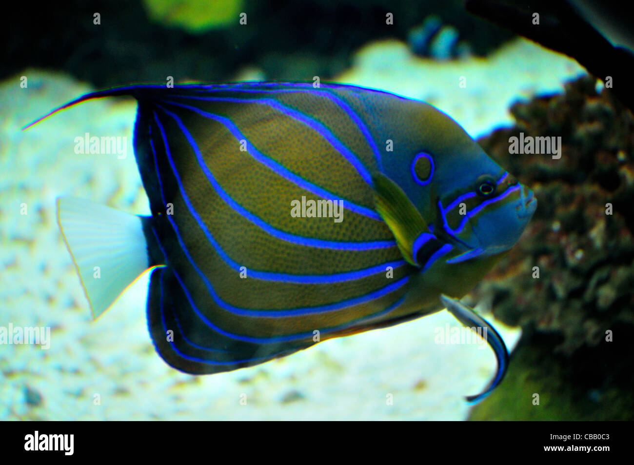 Blue Ring Angelfish (Pomacanthus annularis) - Marine Life - Liveaboard  Diving