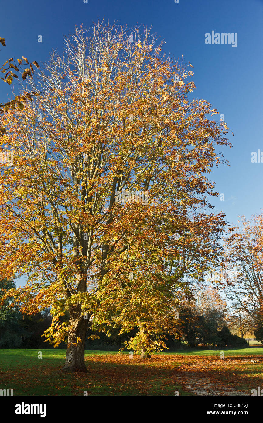 Autumnal horse chestnut tree in South Cerney, Gloucestershire Stock Photo