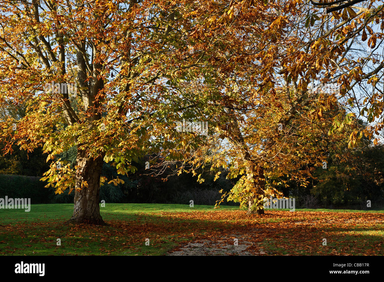 Autumnal horse chestnut trees Stock Photo