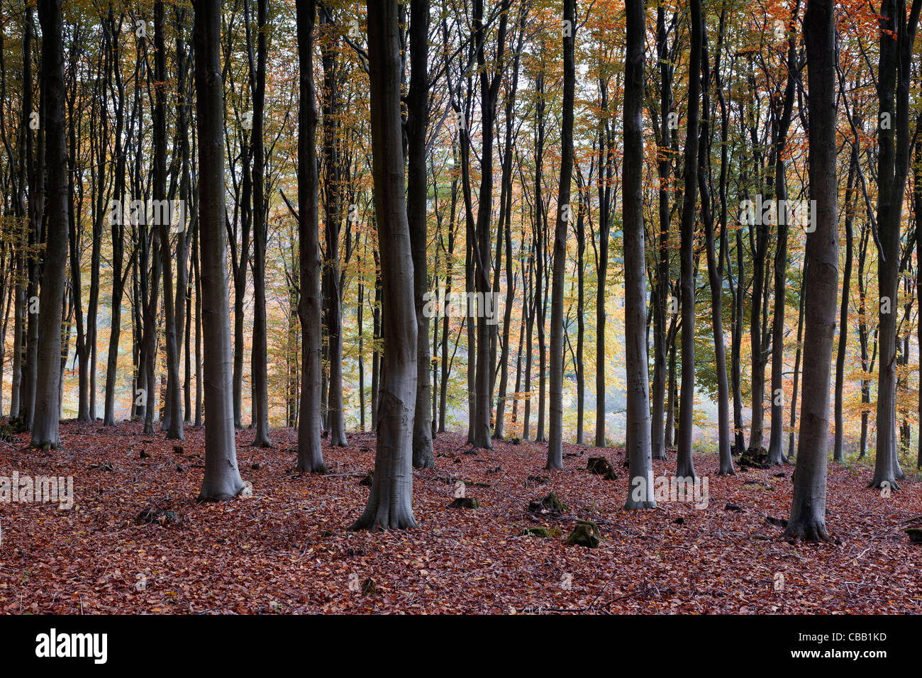 Autumn at West Woods, near Marlborough in Wiltshire Stock Photo