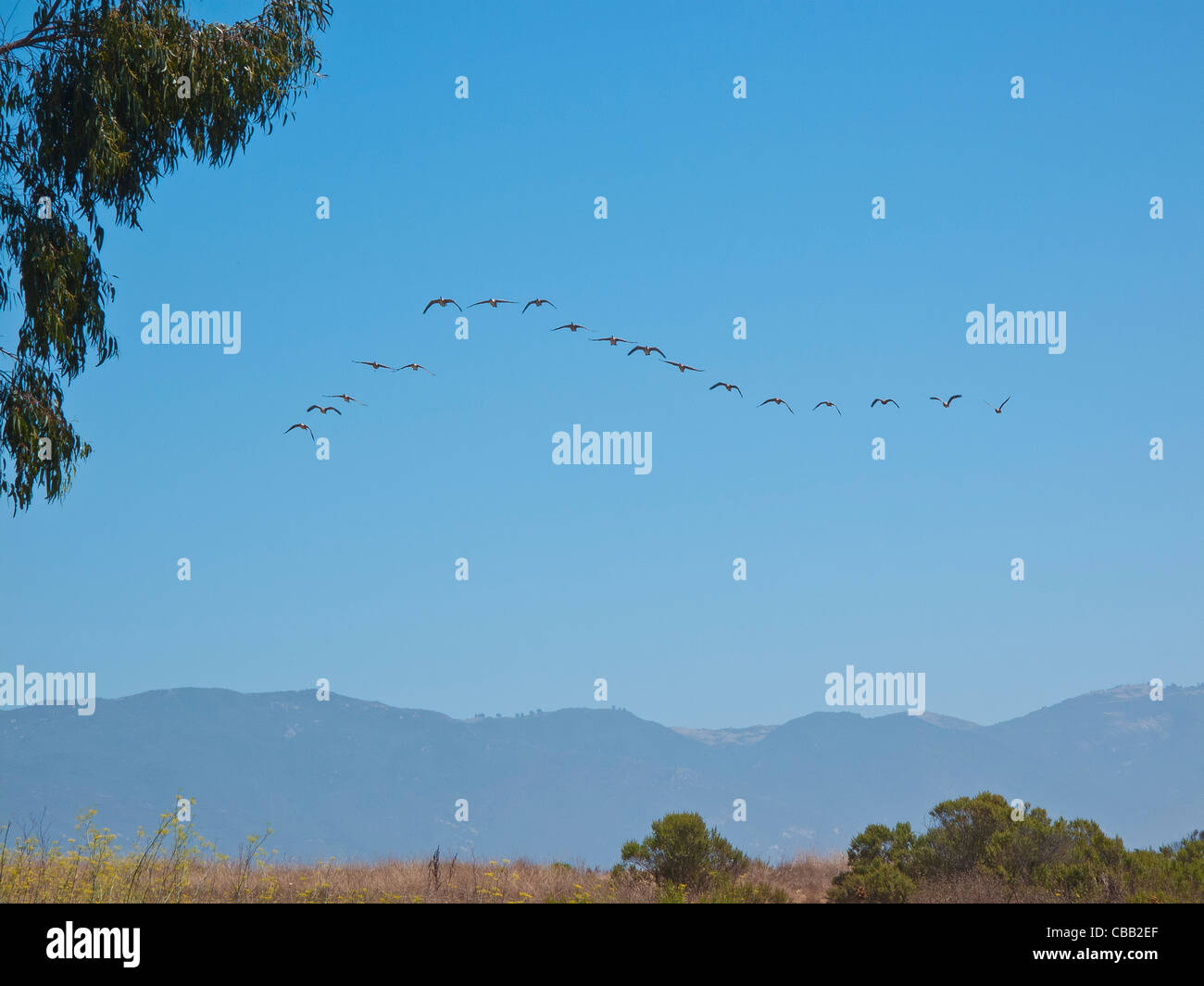 A formation of Canadian geese flying south with the mountains in the ...