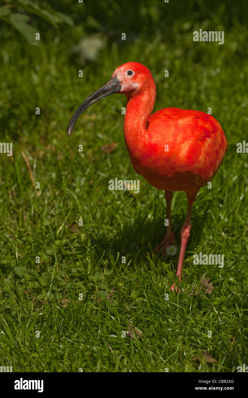 Scarlet Ibis (Eudocimus ruber). Walking adult in full colour. Stock Photo