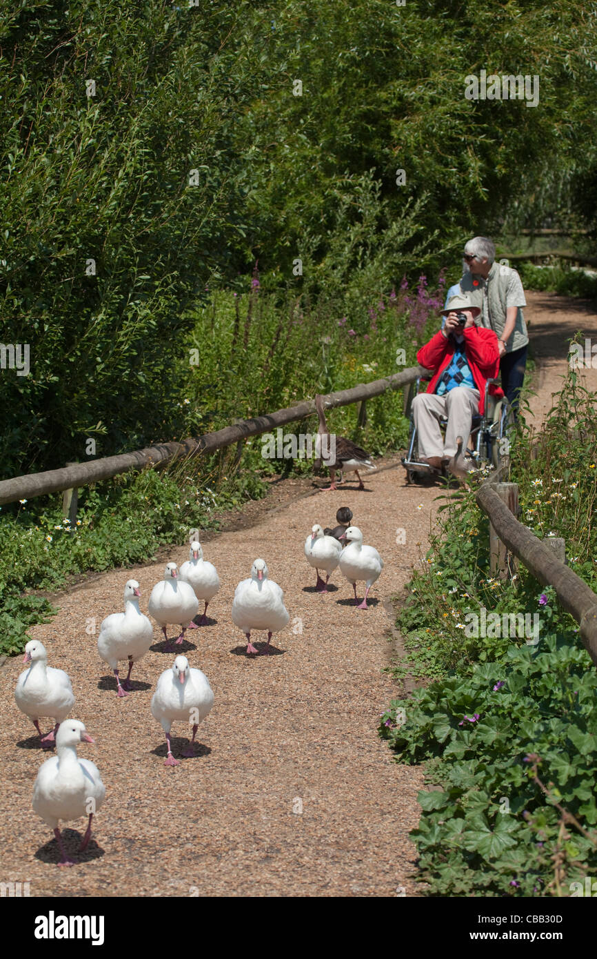 Mobility Impaired Visitor at Pensthorpe Wildlfe Trust, Fakenham, Norfolk. Able to watch and study wildlife both . Stock Photo