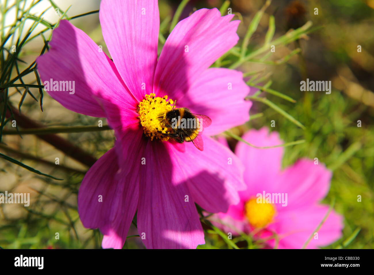 Bumble bee cosmos flower hi-res stock photography and images - Alamy