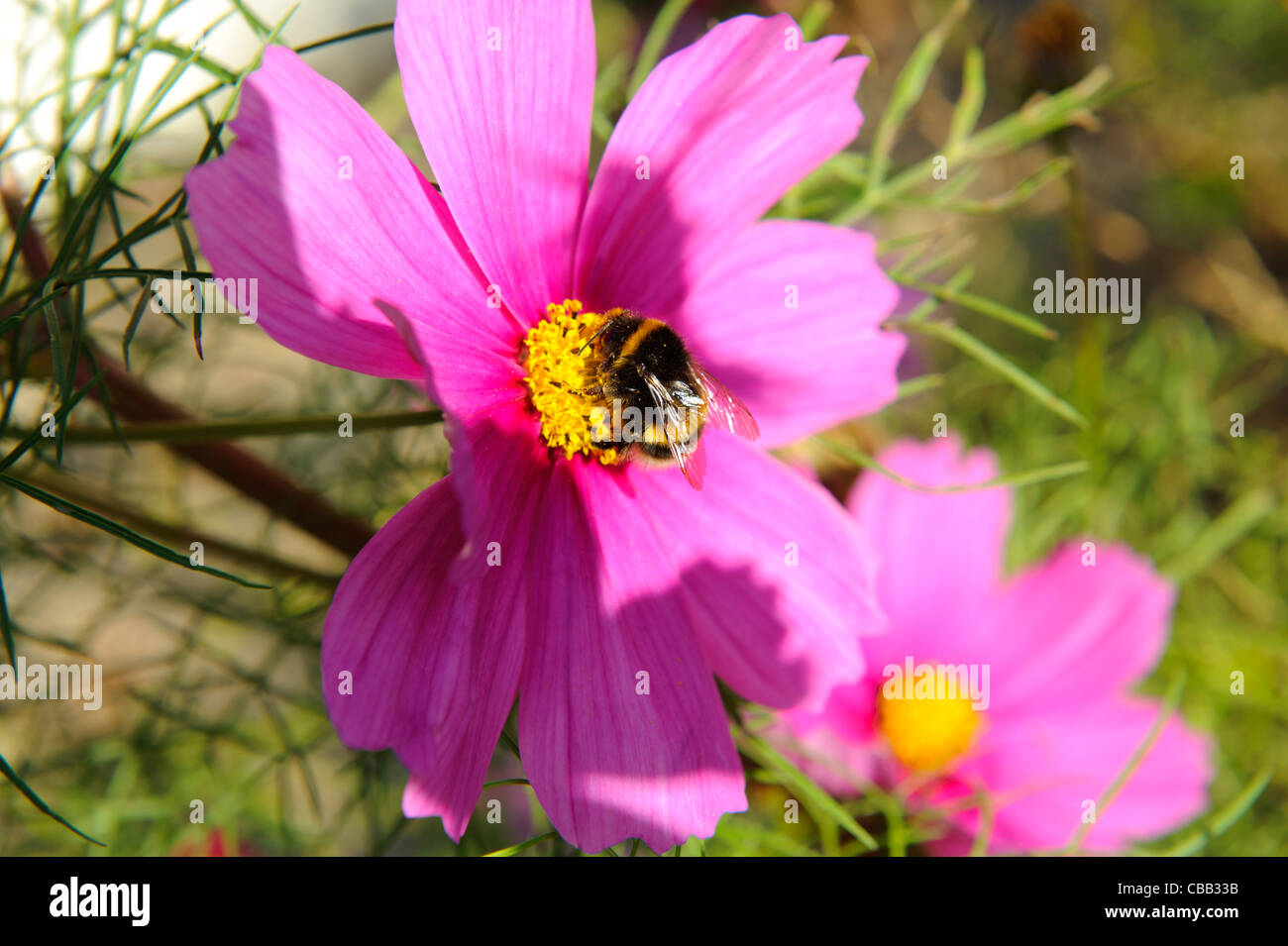 Stock photo of a bee feeding on pink cosmos flowers Stock Photo