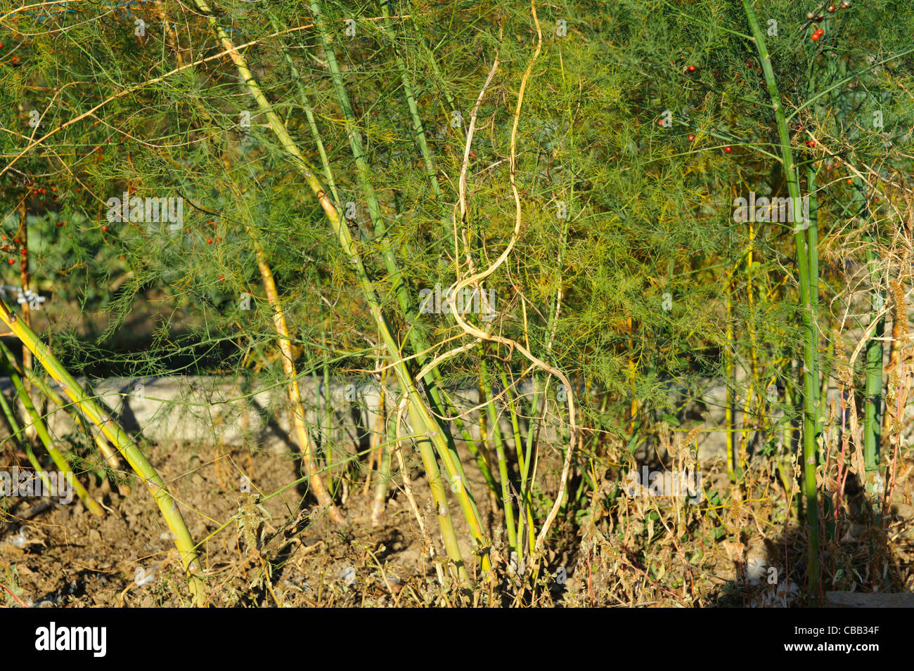 Stock Photo Of Asparagus Plants Nearly Ready For Cutting Back In Stock Photo Alamy
