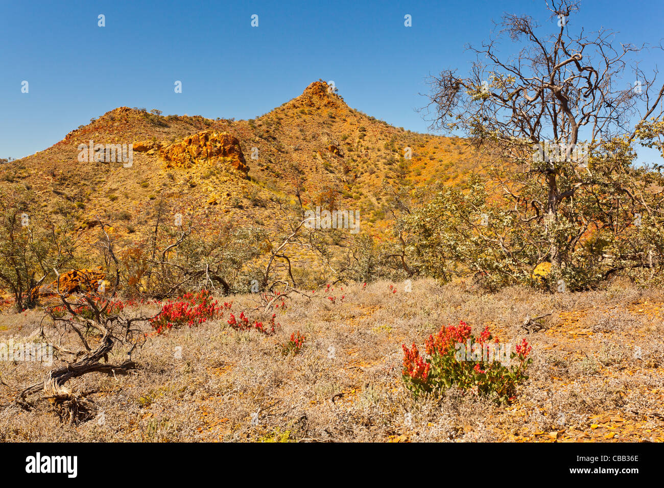 The Pinnacles In Arkaroola Wilderness Reserve In The Northern Flinders 