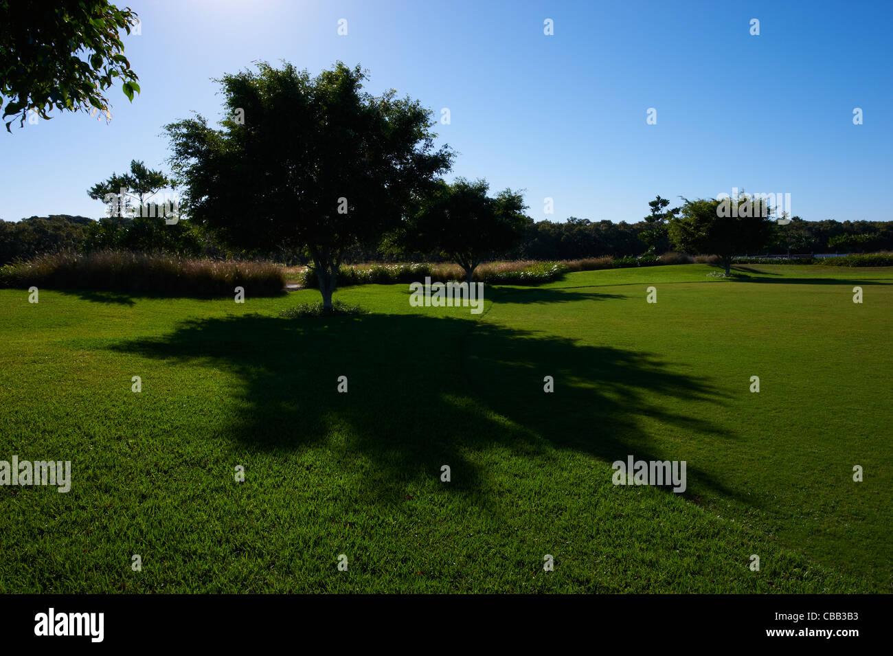 Luscious Trees High Resolution Stock Photography and Images - Alamy
