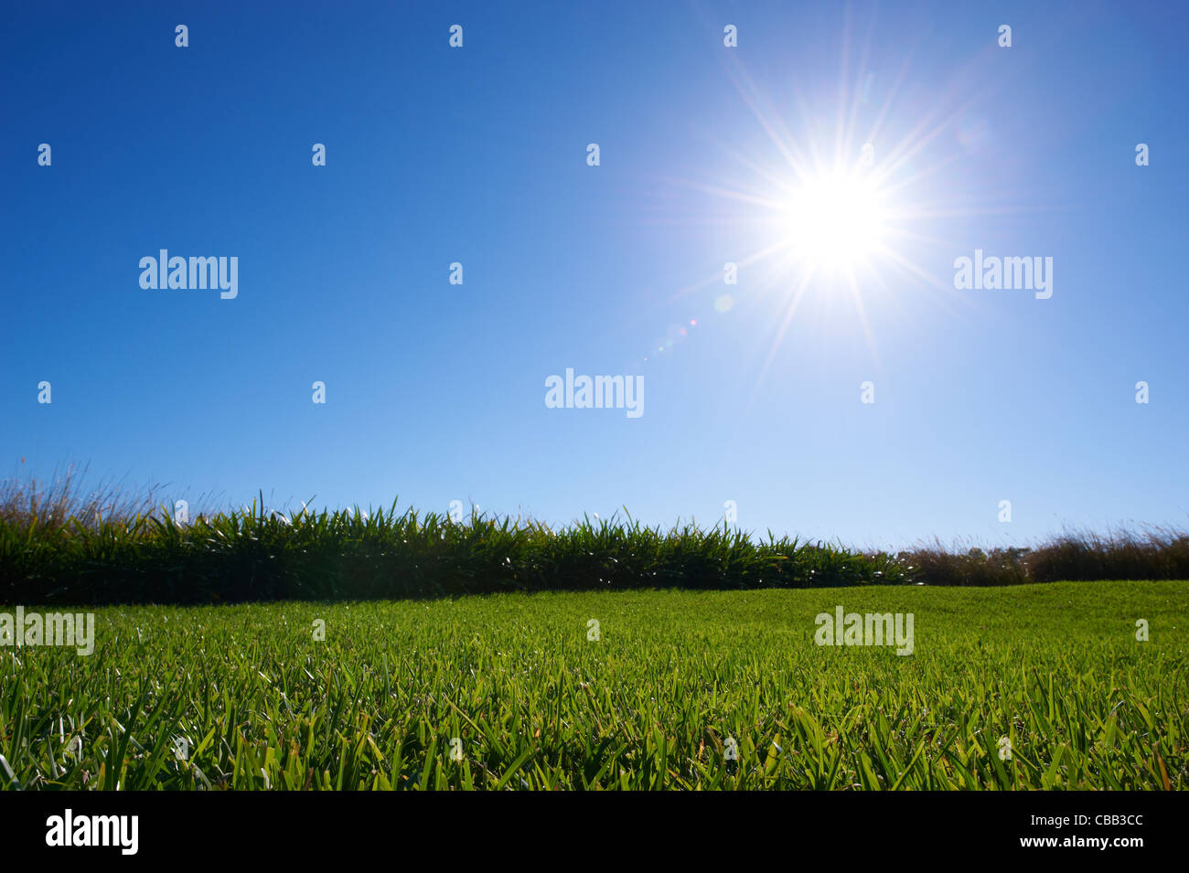 Luscious green grass sunny blue sky Stock Photo