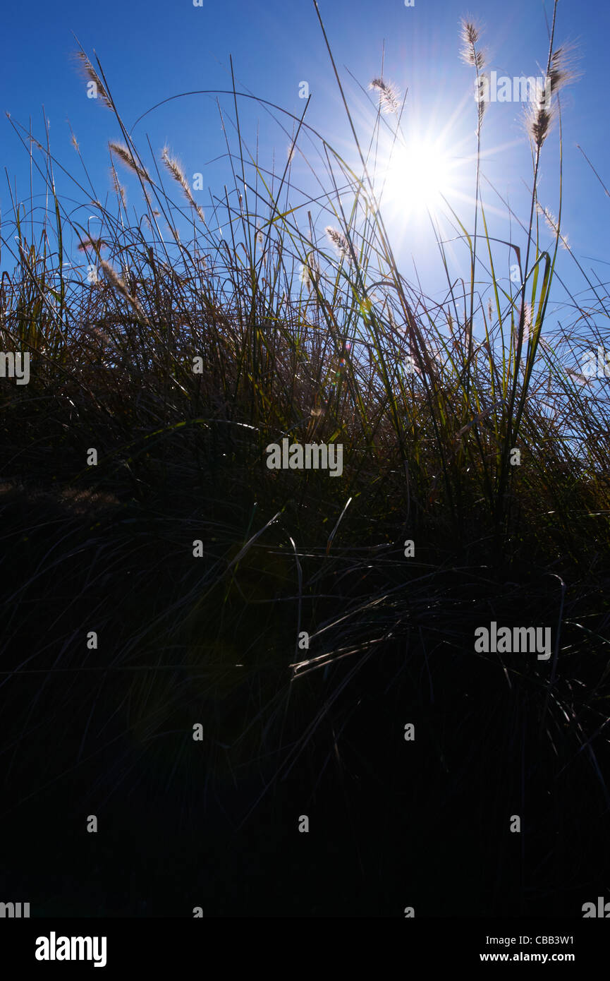Close-up view of grasses with blue sky Stock Photo