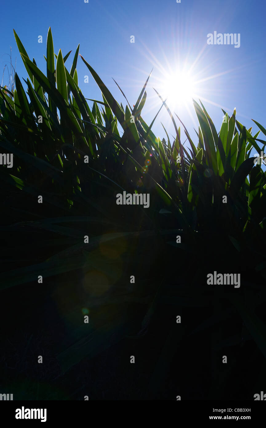 Close-up view of grass with blue sky Stock Photo