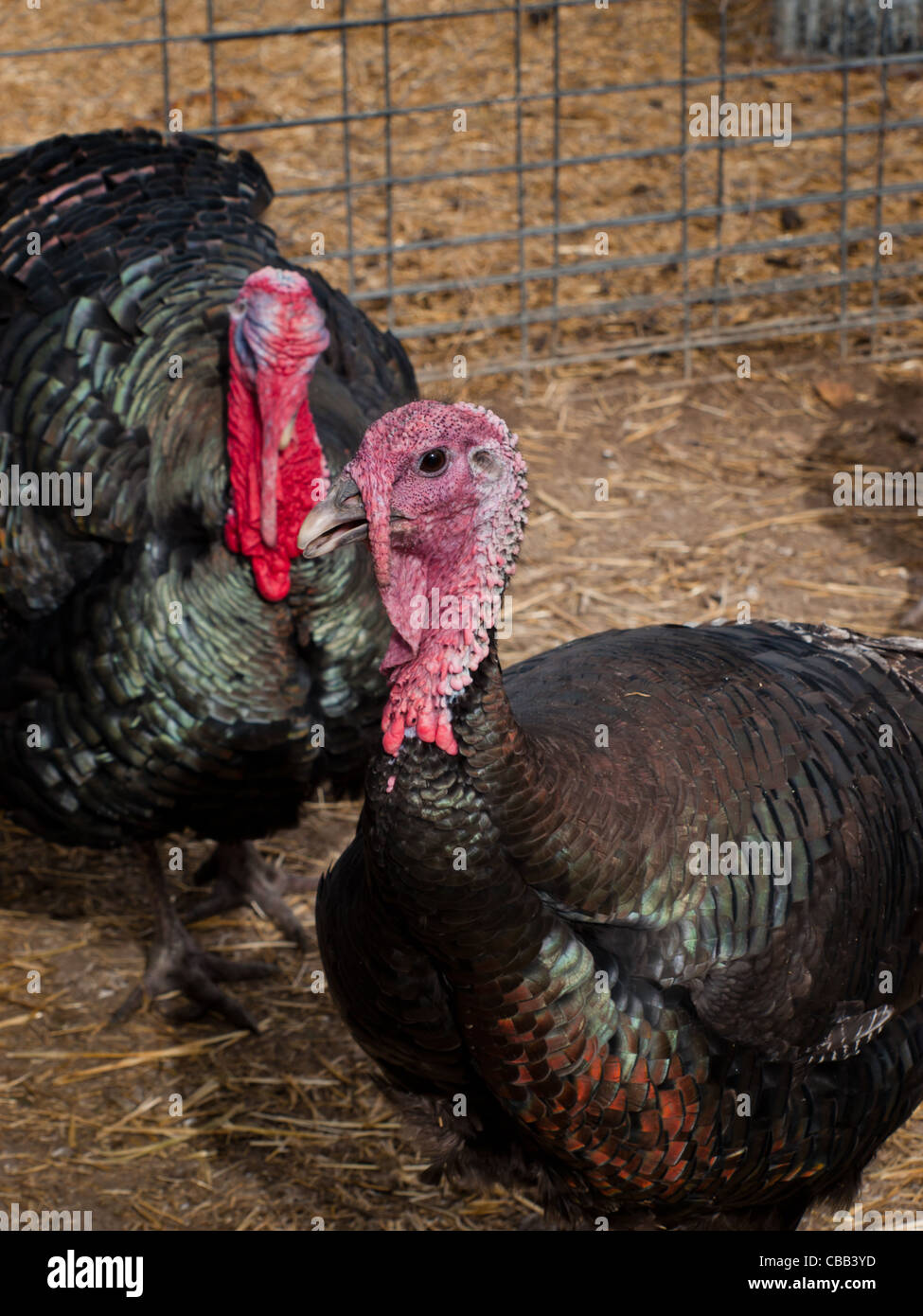 A freerange Thanksgiving turkey from an organic farm in Colorado Stock