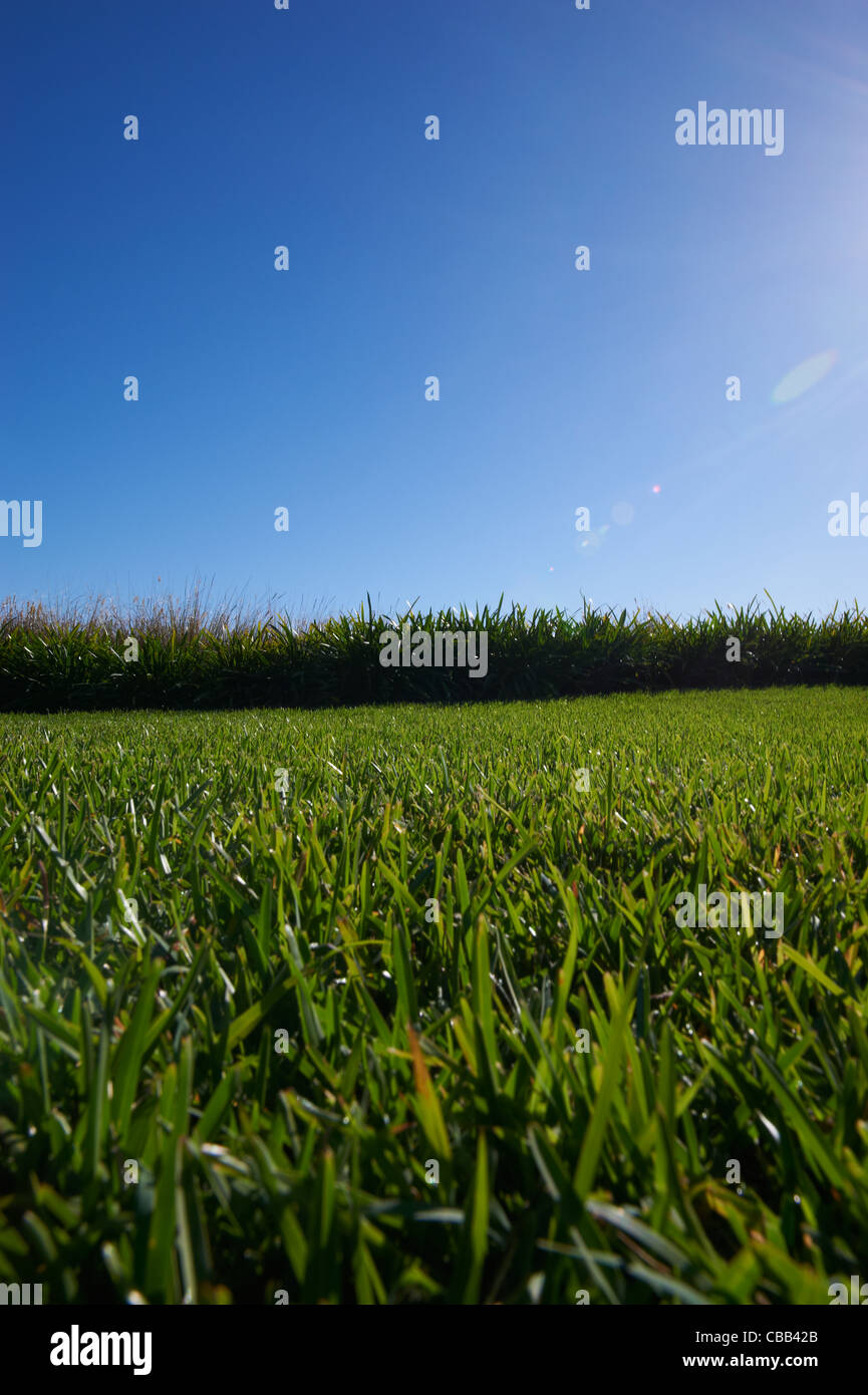 Luscious green grass sunny blue sky Stock Photo - Alamy