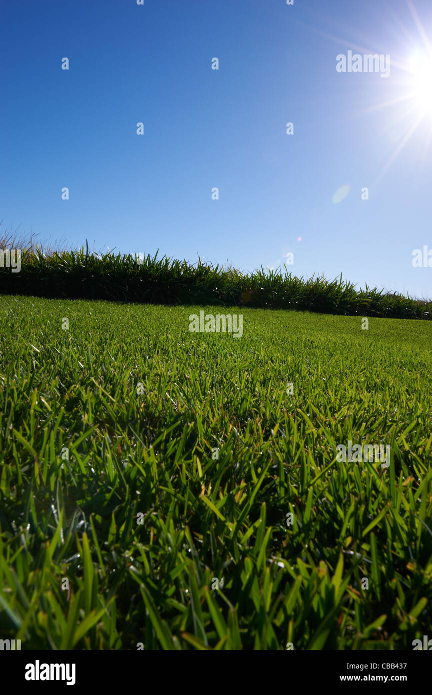 Luscious Green Grass High Resolution Stock Photography and Images - Alamy