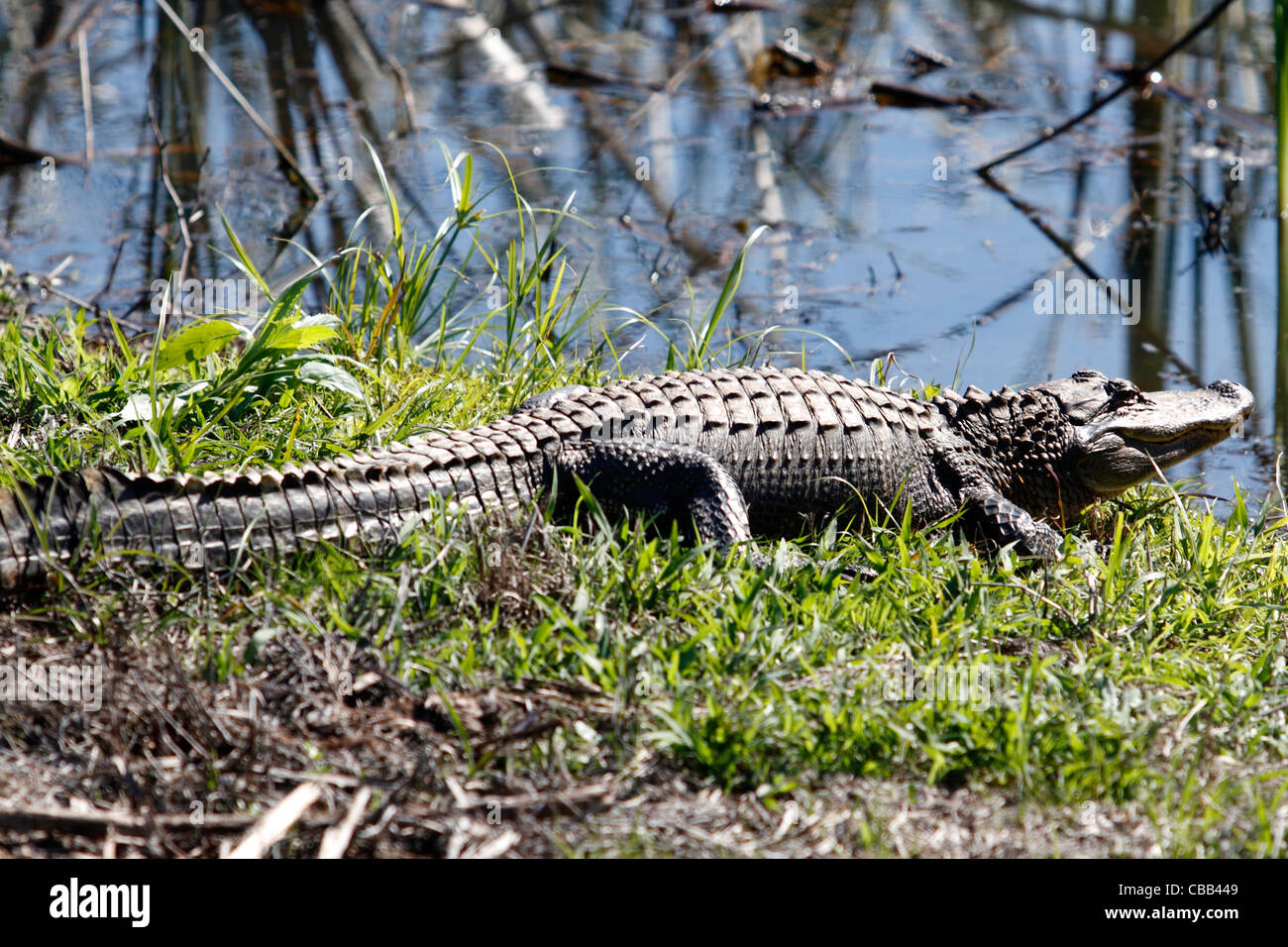 Alligator along the shore in Savannah National Wildlife Refuge, Savannah, Georgia USA Stock Photo