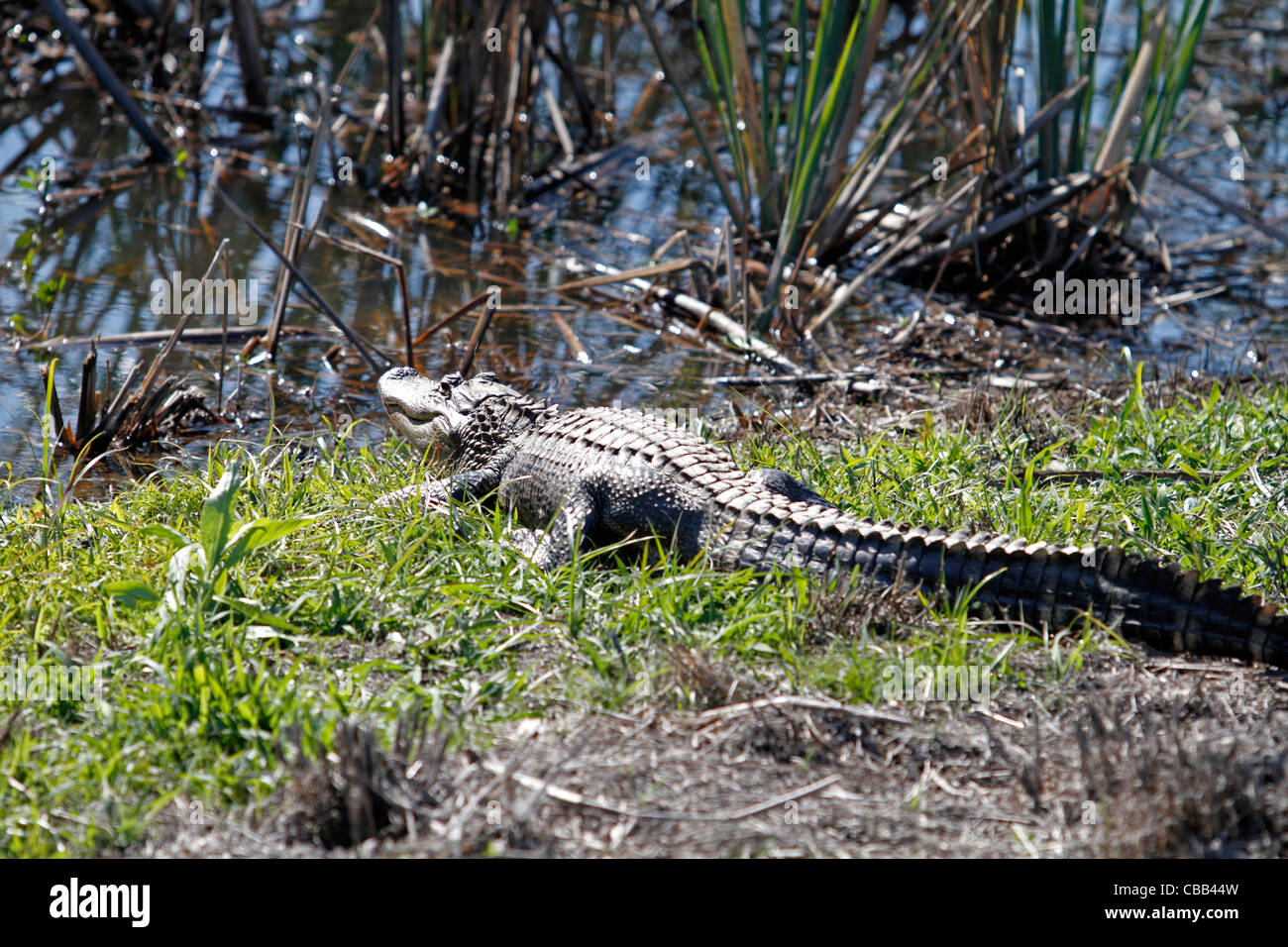 Alligator along the shore in Savannah National Wildlife Refuge, Savannah, Georgia USA Stock Photo
