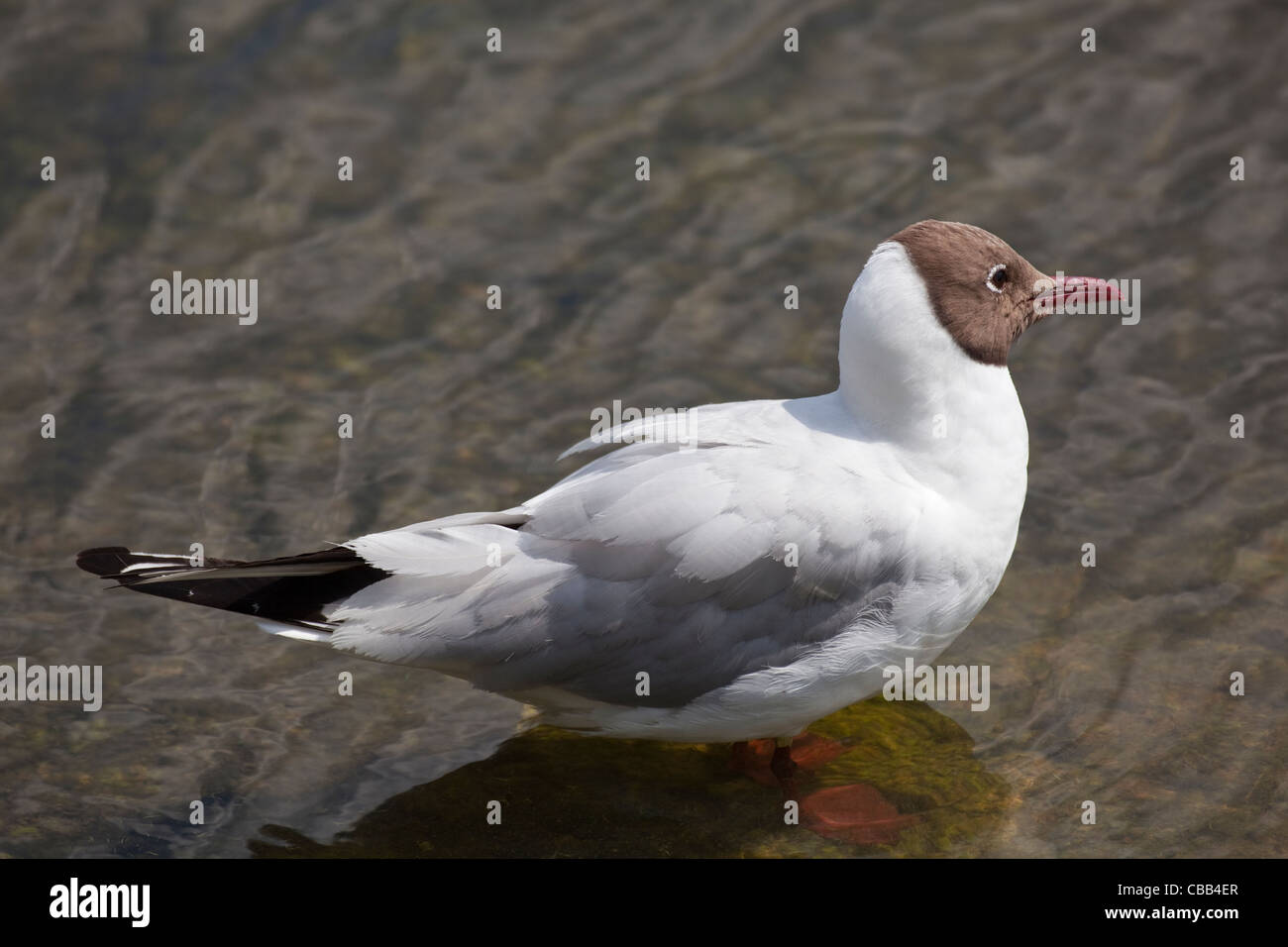 Black-headed Gull (Larus ridibundus). Summer plumage. Side lighting showing head colour to be brown rather than black. Stock Photo