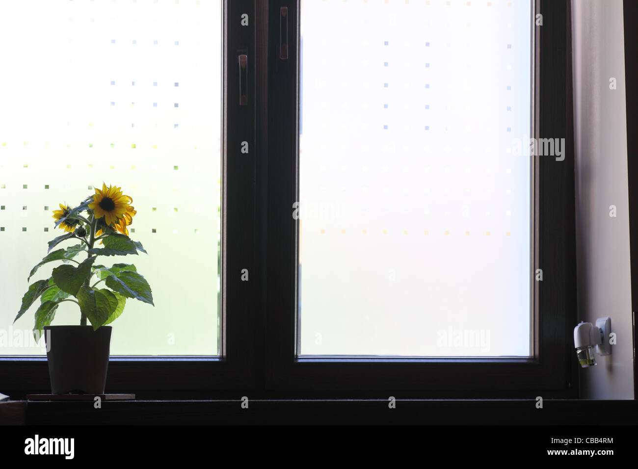 Flowers on a window sill indoor Stock Photo - Alamy