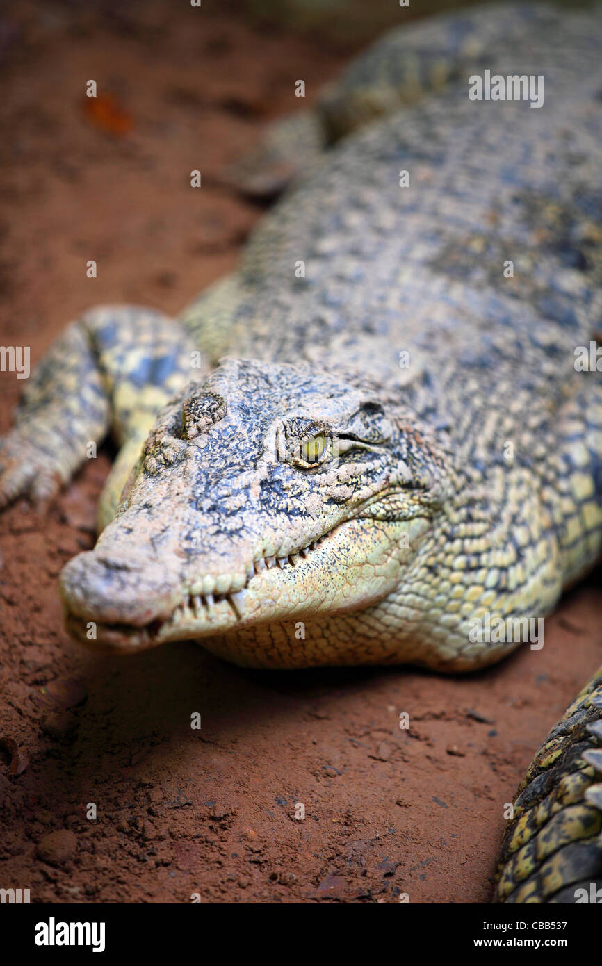 Crocodile at Lok Kawi Wildlife Reserve. Stock Photo