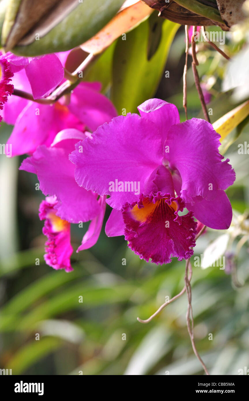 bright cattleya orchid flowers Stock Photo
