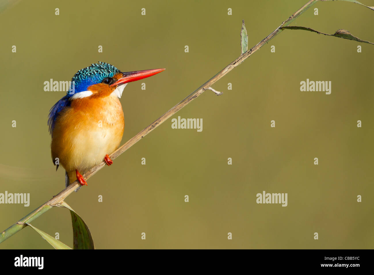 Malachite King Fisher on a branch. Stock Photo