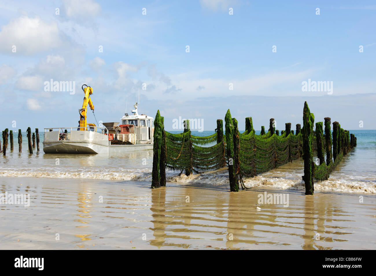 Stock photo of harvesting of mussels on ile d'oleron, France Stock Photo