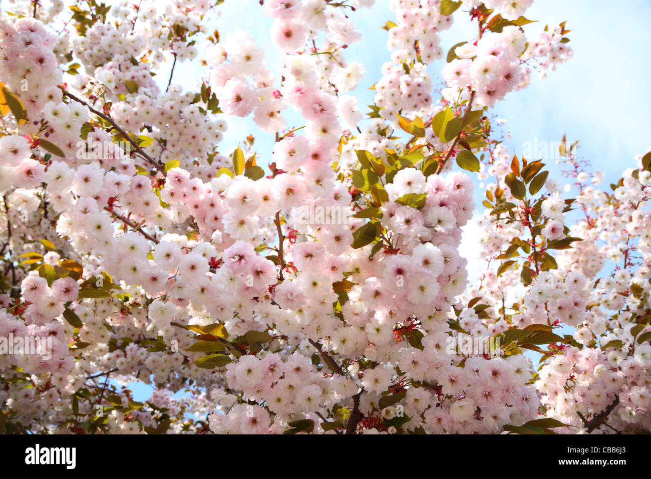 Cherry blossom in blue sky and sun. Nature Stock Photo - Alamy