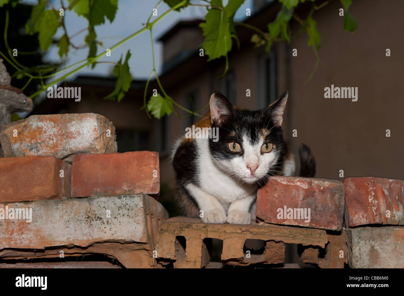 Cat on a brick wall Stock Photo
