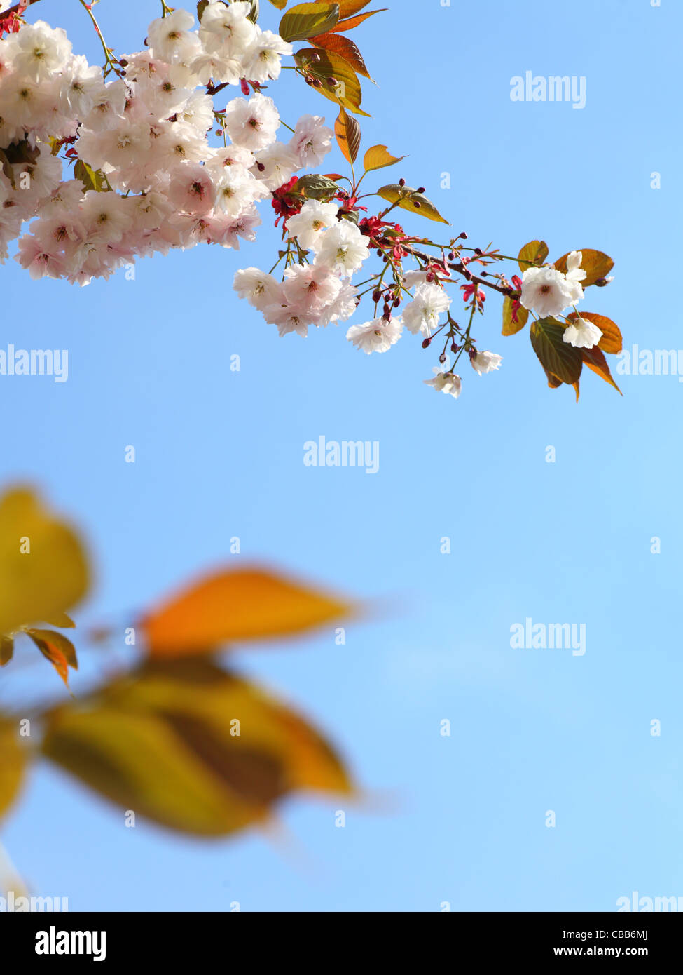 Cherry blossom in blue sky and sun. Nature Stock Photo - Alamy