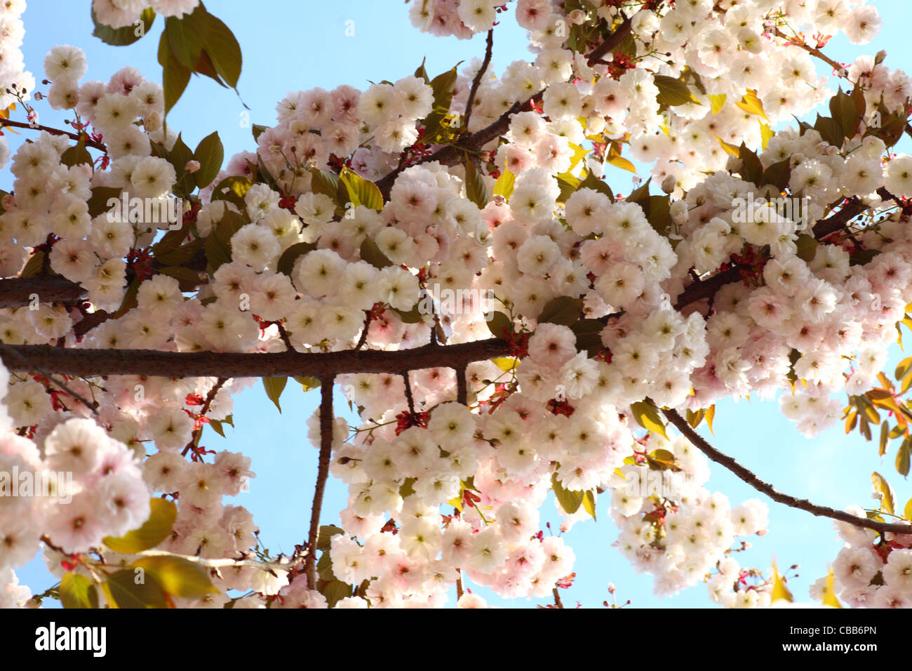 Cherry blossom in blue sky and sun. Nature Stock Photo - Alamy