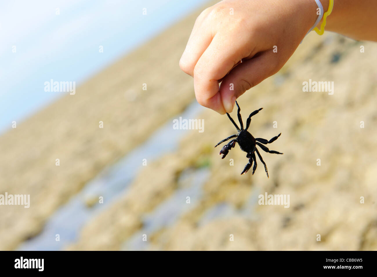 Stock photo of a boys hand holding a black crab. Stock Photo