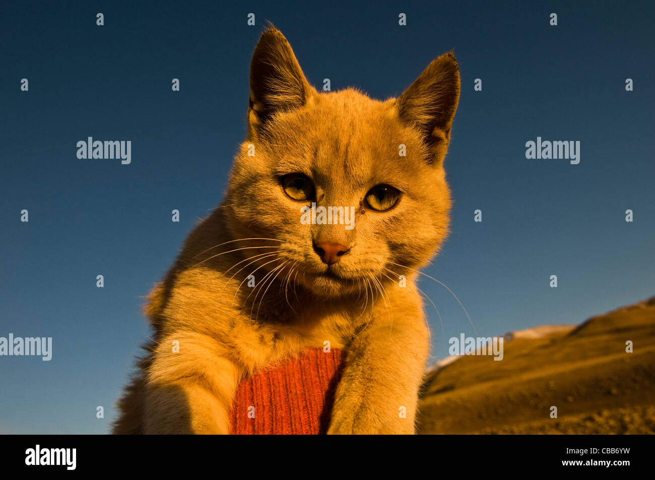 A cute Kitty cat held in the air. Stock Photo