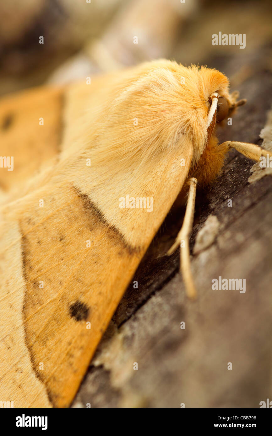 Scalloped Oak (Crocallis elinguaria) moth Stock Photo